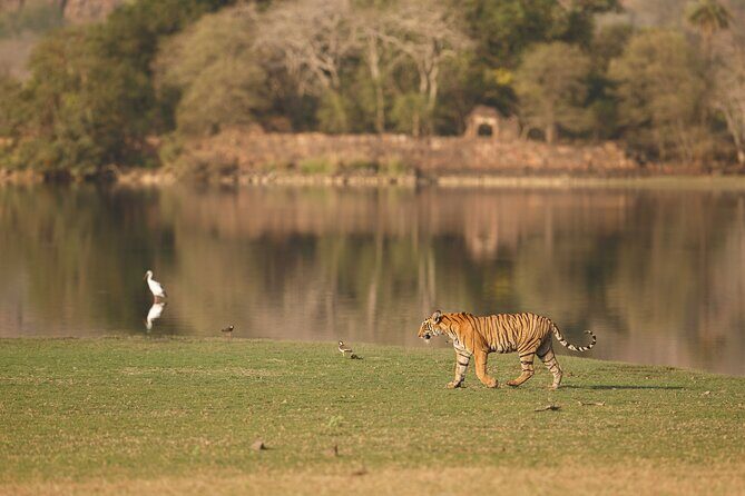 Private Day Trip to Ranthambore Tiger Reserve from Jaipur - Key Points