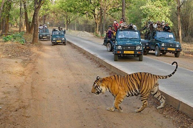 Private Day Trip to Ranthambore Tiger Reserve from Jaipur - Who Would Love This Tour?