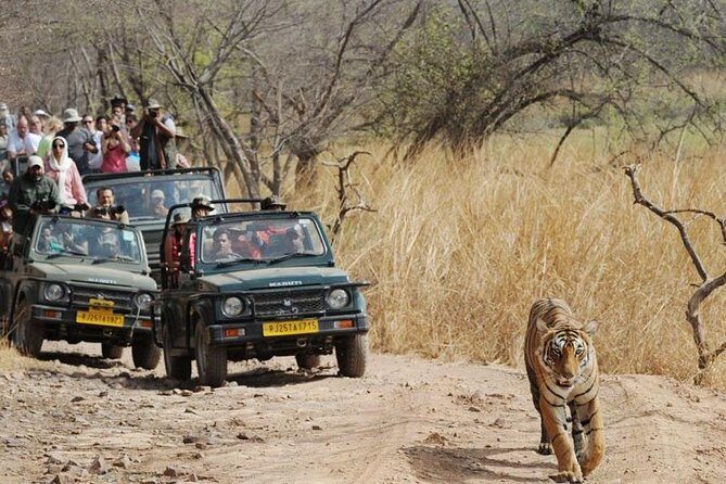 Private Day Trip to Ranthambore Tiger Reserve from Jaipur - Frequently Asked Questions