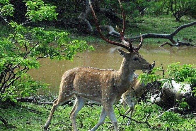 Private Day Trip To Sigiriya Dambulla and Safari From Colombo - Key Points