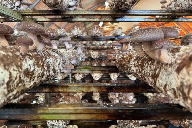 Private Daytrip for Truffle Mushroom Foraging and Wine Tasting - Final Thoughts