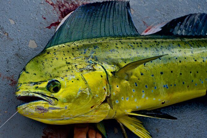 Private Deep Water Fishing in Kauai - Key Points