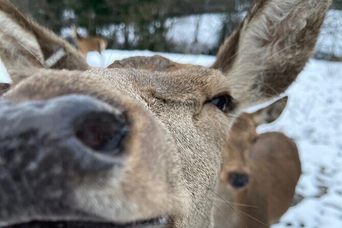 Private Deer Park Tour and Day Out in Leek - Private Deer Park Tour and Day Out in Leek: A Detailed Review