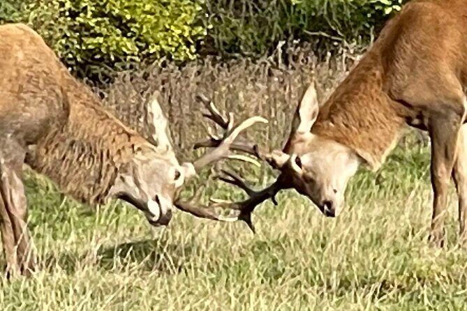 Private Deer Park Tour and Day Out in Leek - Breakdown of the Itinerary