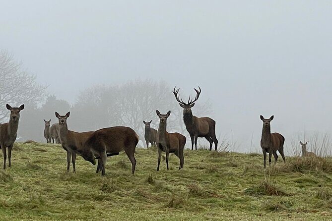 Private Deer Park Tour and Day Out in Leek - Practical Tips for Visitors