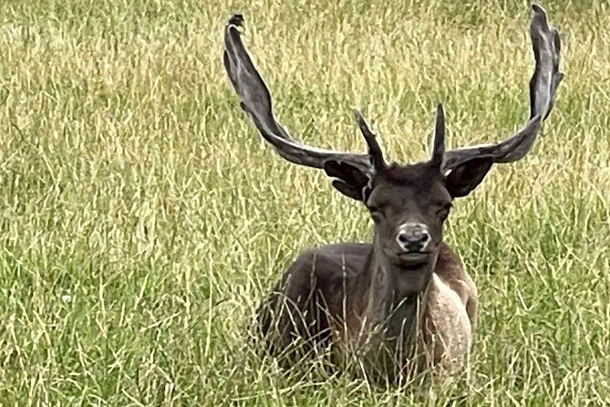 Private Deer Park Tour and Day Out in Leek - The Sum Up: Who Will Love This Experience?