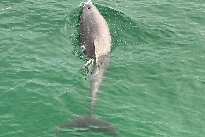 Private Destin Harbor Boat Tour Adventure - The Sum Up