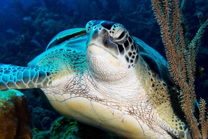 Private Discover Scuba Diving - Transportation, Timing, and Group Size