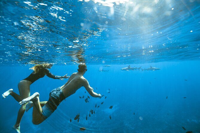 Private Discovery of the Marine Fauna of Moorea - The Sum Up