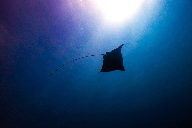 Private Dive at Shipwreck + Beautiful Reef Spot(Certified divers) - Frequently Asked Questions