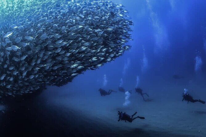 Private Dive Boat for Certified Divers - Cabo San Lucas - Key Points