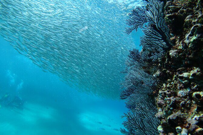 Private Dive Boat for Certified Divers - Cabo San Lucas - Who Will Love This Tour?