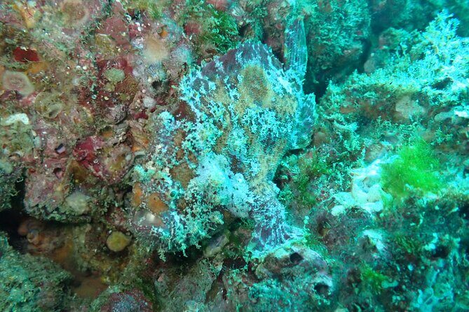 Private Dive Boat for Certified Divers - Cabo San Lucas - Final Thoughts