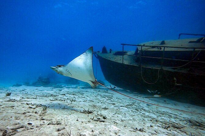 Private Dive + videographer/Photographer (Certified divers only) - Key Points