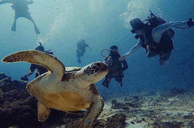 Private Dive + videographer/Photographer (Certified divers only) - Practical Considerations