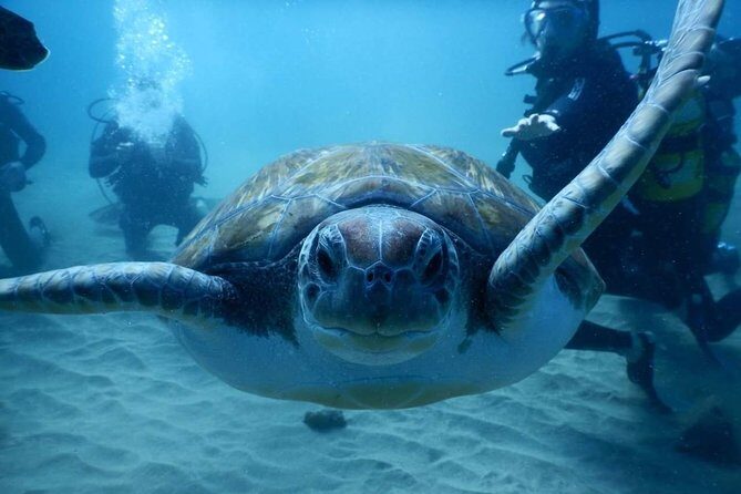 Private Diving at Zenobia Wreck in Larnaka - The Reviews Speak Volumes