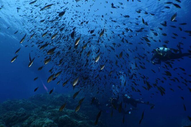 Private diving baptism in the Golf of Calvi - Final Thoughts