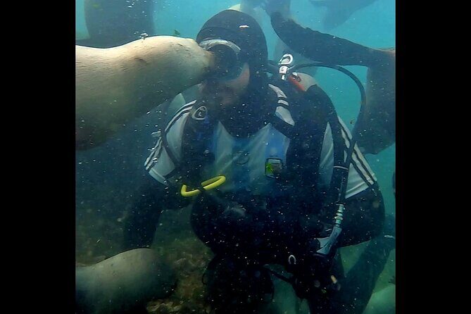 Private Diving Experience with Sea Lions in Punta Loma - Key Points
