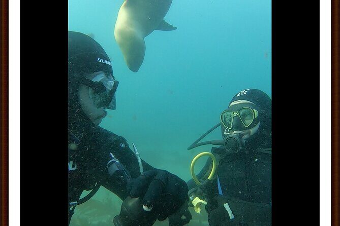 Private Diving Experience with Sea Lions in Punta Loma - A Closer Look at the Experience