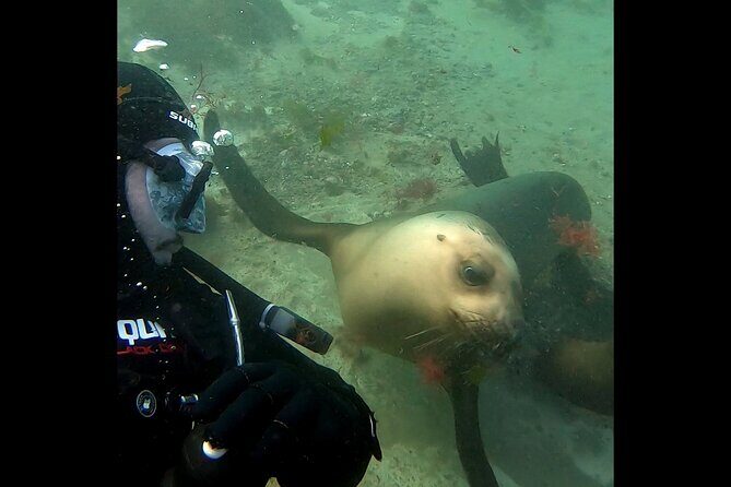 Private Diving Experience with Sea Lions in Punta Loma - Final Thoughts: Is It Worth It?