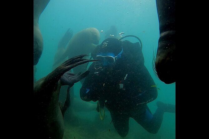 Private Diving Experience with Sea Lions in Punta Loma - Frequently Asked Questions