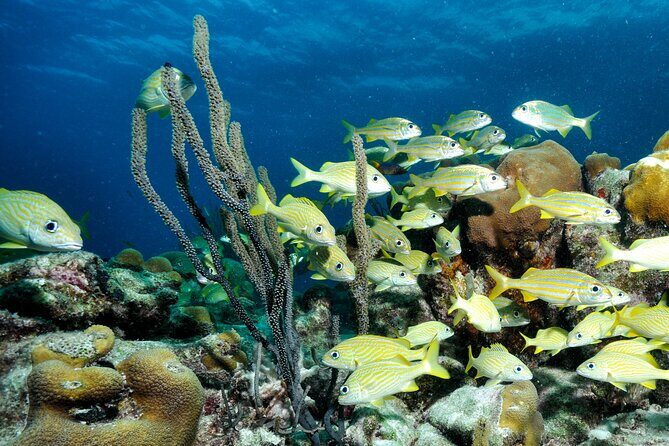 Private Diving & Southside tour - Frequently Asked Questions