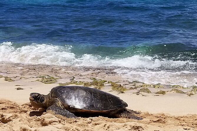 Private Dole,Garlic Shrimp, N.Shore, Haleiwa, Customizable tour - A Detailed Look at the Private North Shore Tour