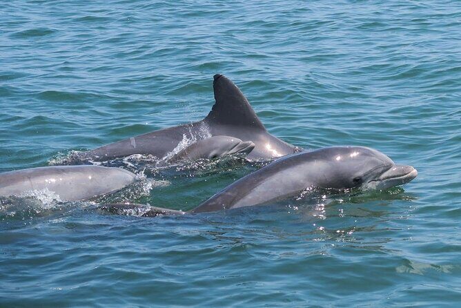 Private Dolphin and Intracoastal Tour of Anna Maria Island - Key Points