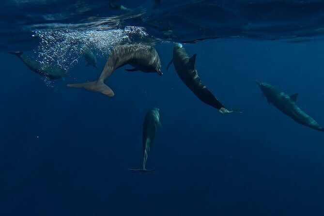 Private Dolphin and Turtle Tour Season - Key Points