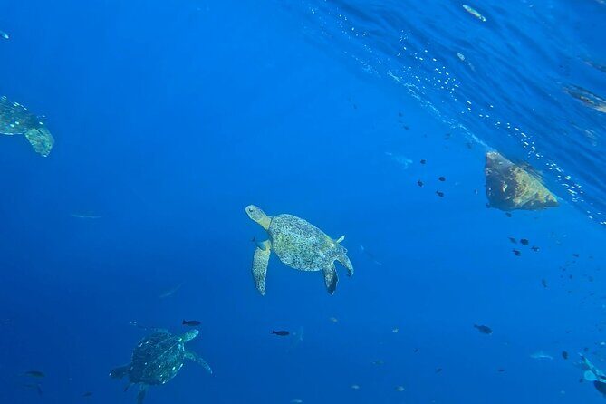 Private Dolphin and Turtle Tour Season - A Deep Dive into the Experience