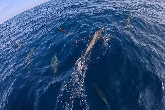 Private Dolphin and Turtle Tour Season - Frequently Asked Questions