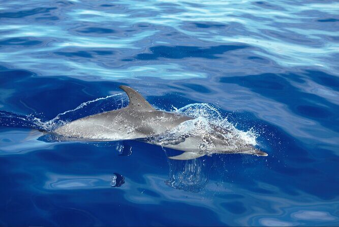 Private Dolphin and Whale Watching Tour in Madeira - A Detailed Dive into the Madeira Dolphin and Whale Watching Tour