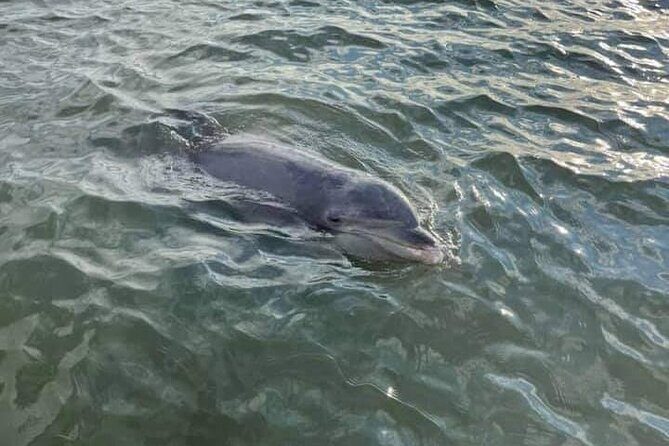 Private Dolphin Boat Tour in Hilton Head Island - The Sum Up: Who Should Consider This Tour?