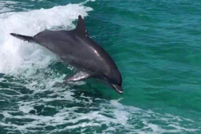 Private Dolphin Cruise - Private Dolphin Cruise in Destin, Florida: An Authentic and Intimate Marine Adventure