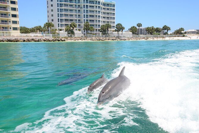 Private Dolphin Cruise - Key Points