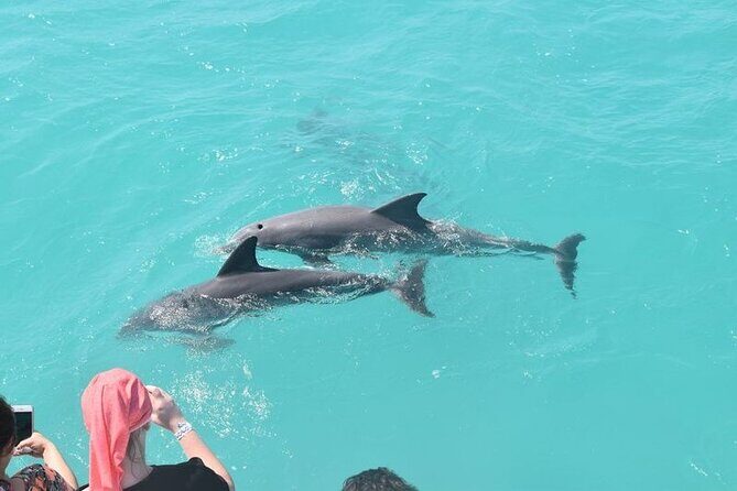 Private Dolphin Playground Safari - FAQ