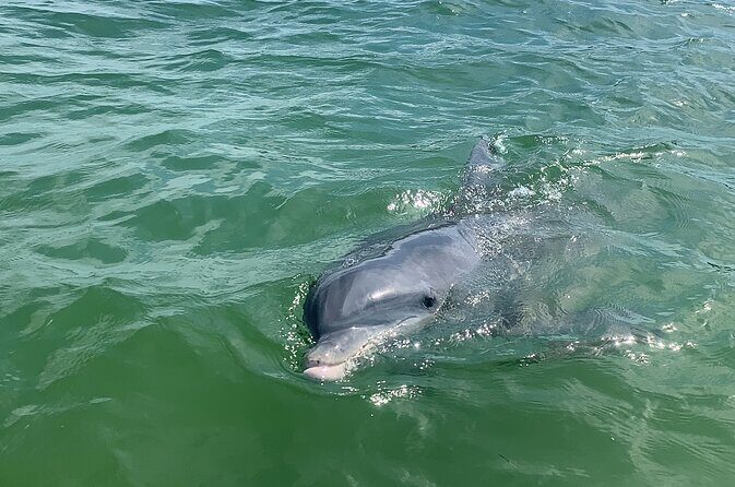 Private Dolphin & Sightseeing Boat Day Tour - Key Points
