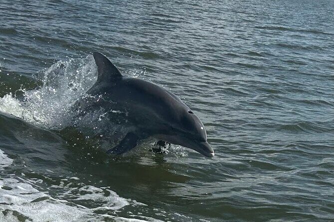 Private Dolphin Sightseeing Excursion - FAQs