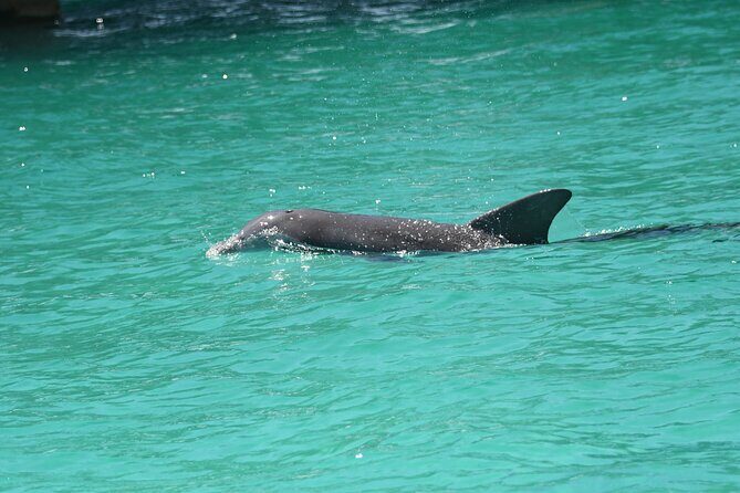 Private Dolphin Spotting Thrill Ride in Destin - What to Expect from the Destin Dolphin Cruise