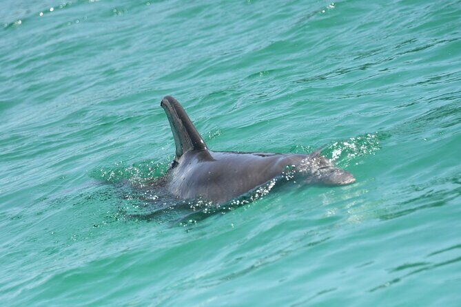 Private Dolphin Spotting Thrill Ride in Destin - Who Will Love This Tour?