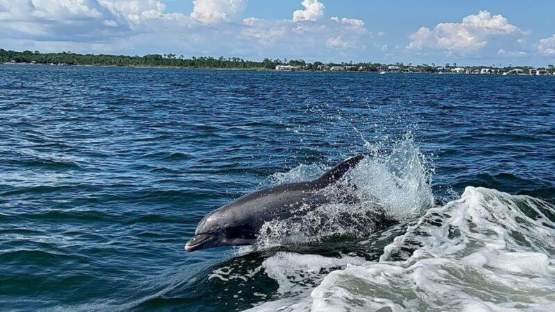 Private Dolphin Tour with Secluded Beach/Snorkel Stop - Setting Sail from Pensacola Beach