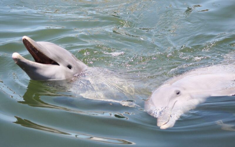 Private dolphin tours in the amazing Savannah Marsh - Exploring the Savannah Marsh Private Dolphin Tour in Detail