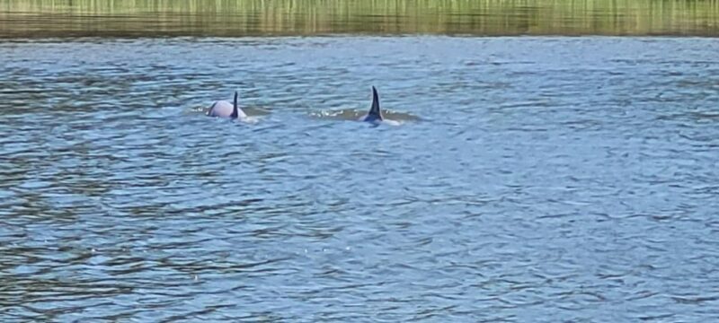 Private dolphin tours in the amazing Savannah Marsh - FAQ