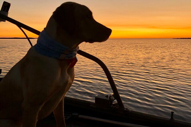 Private Dolphin Watch and Sunset Boat Tour Port Aransas Texas - The Experience Beyond the Highlights