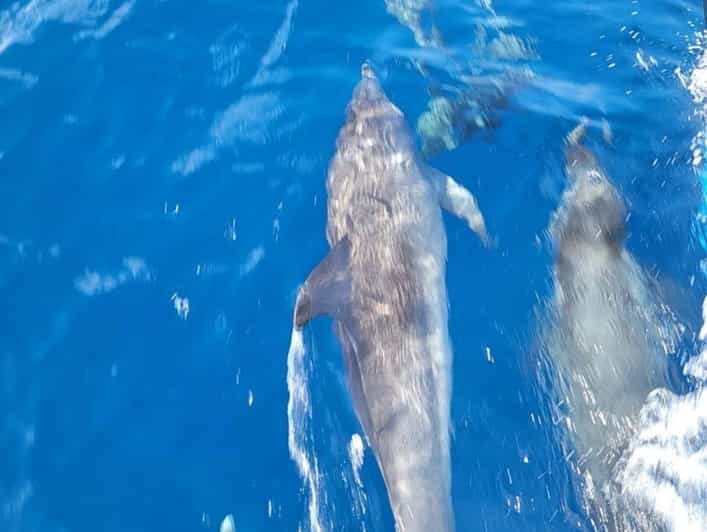 Private Dolphin Watch Boat Tour Port Aransas Texas - An In-Depth Look at the Tour Experience