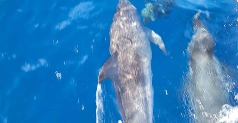 Private Dolphin Watch Boat Tour Port Aransas Texas - FAQs