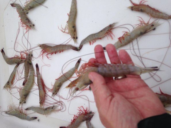 Private Dolphin Watch, Lighthouse and Ecological Boat Tours - The Value of a Private Tour