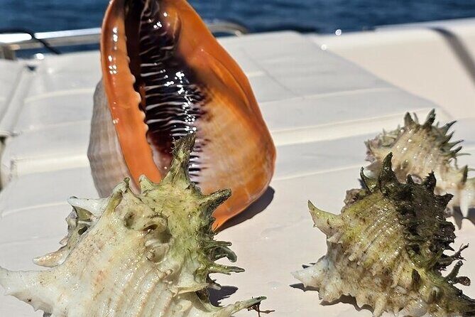 Private Dolphin Watching and Sightseeing Tour Panama city beach - Frequently Asked Questions