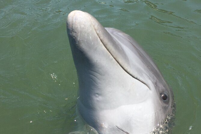 Private Dolphins and Daufuskie Island Stop Tour - Key Points