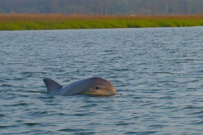 Private Dolphins and Daufuskie Island Stop Tour - The Value of the Experience
